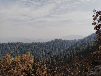 Plants growing on land against sky