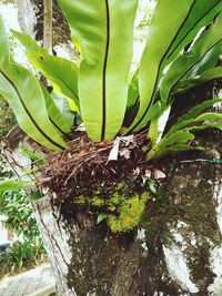 Close-up of insect on plant