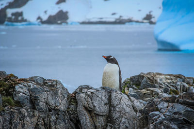 Bird perching on rock in sea