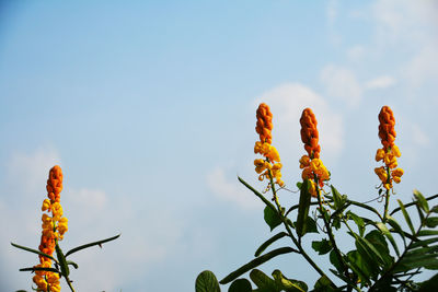 Low angle view of flowering plant against sky