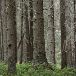 Close-up of tree trunks