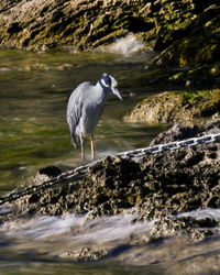 High angle view of gray heron perching in water