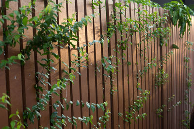 Ivy growing on fence