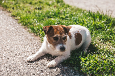 A small jack russell terrier dog walking with his owner in a city alley. outdoor pets