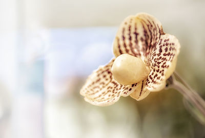 Close-up of white flower on plant