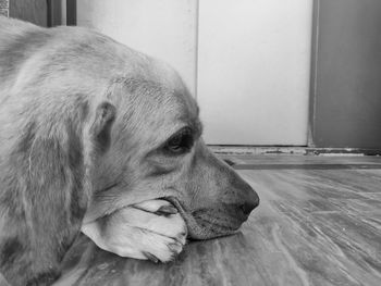 Close-up of a dog resting