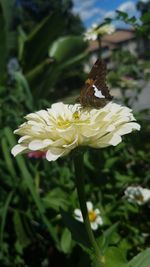 Close-up of butterfly pollinating on flower