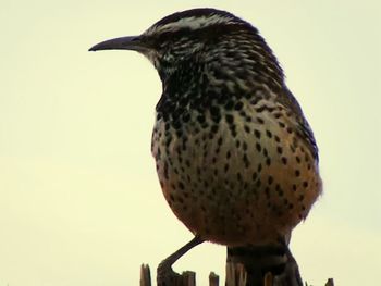 Close-up of bird perching on wall