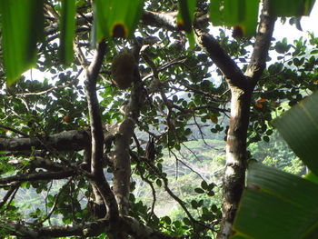 Plant growing on tree trunk