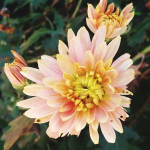 Close-up of yellow flowers blooming outdoors