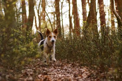 Portrait of dog running in forest