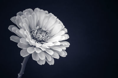 Close-up of white flower against black background