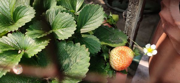 Close-up of strawberries fruit in the plant on planting pot in the roof top or kitchen garden. 