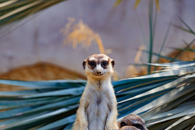 Portrait of lizard in zoo