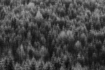 Full frame shot of trees in field