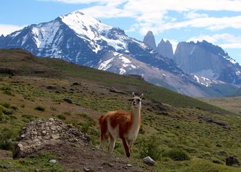 Side view of guanaco on landscape