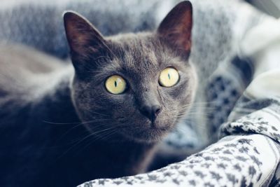 Close-up portrait of tabby cat