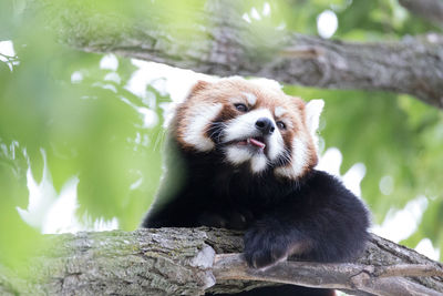 Low angle view of red panda on branch