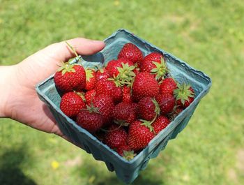 Close-up of hand holding strawberries