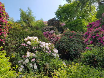 Pink flowers blooming on tree