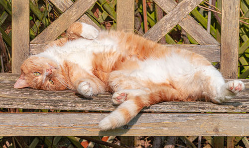 Cat resting relaxing and sleeping on a wood bench in sunshine