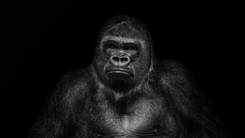 Portrait of gorilla n'gola against a black background. the gorilla lives in the zurich zoo