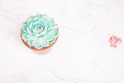 High angle view of cactus on white table