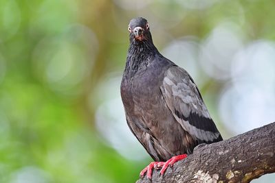 Close-up of bird perching on branch