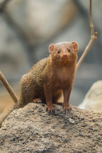 A little cute mongoose herpestidae