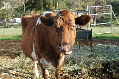 Brown cow at farm