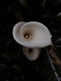 Close-up of white flowers