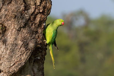 Close-up of parrot perching on tree trunk