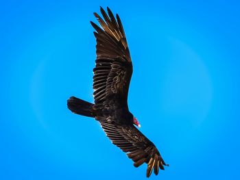 Low angle view of eagle flying against clear blue sky