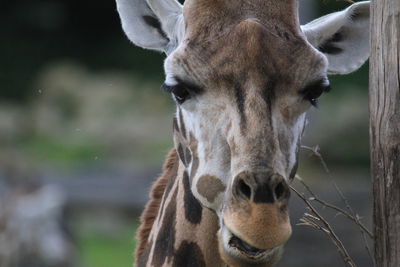 Close-up of giraffe outdoors