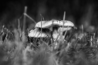 Close-up of mushroom growing on field