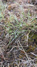 Close-up of plants on field