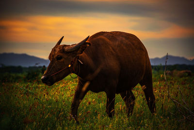 Horse standing in a field