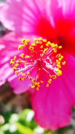 Close-up of pink flower blooming outdoors