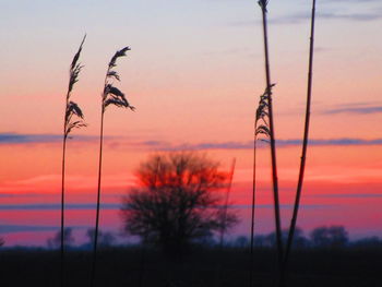 Close-up of silhouette plants against orange sky