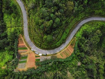 High angle view of road amidst trees in forest