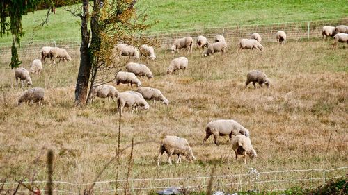 Sheep grazing in a field