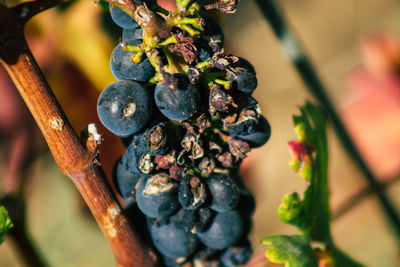 Close-up of grapes growing on plant