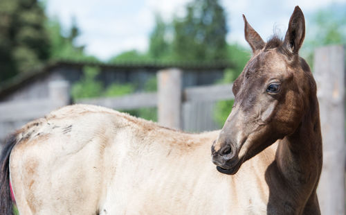 Horse standing in ranch