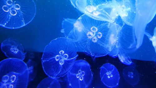 Close-up of jellyfish in sea