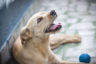 Close-up of dog looking up