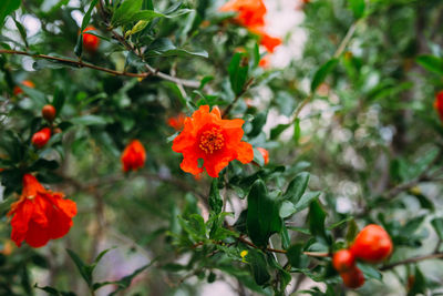 Close-up of orange flowering plant