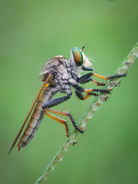 Close-up of insect perching on leaf