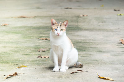 Portrait of cat sitting on floor