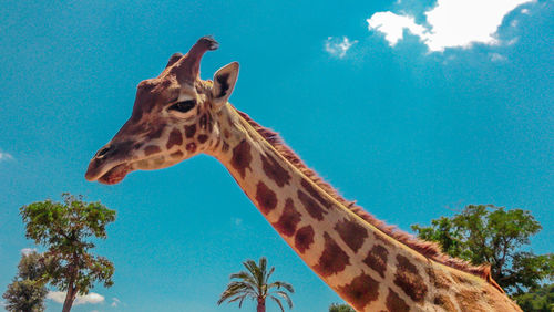 Low angle view of giraffe against blue sky