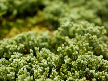 Selective focus of green fresh clump of mosses, small non-vascular flowerless plants